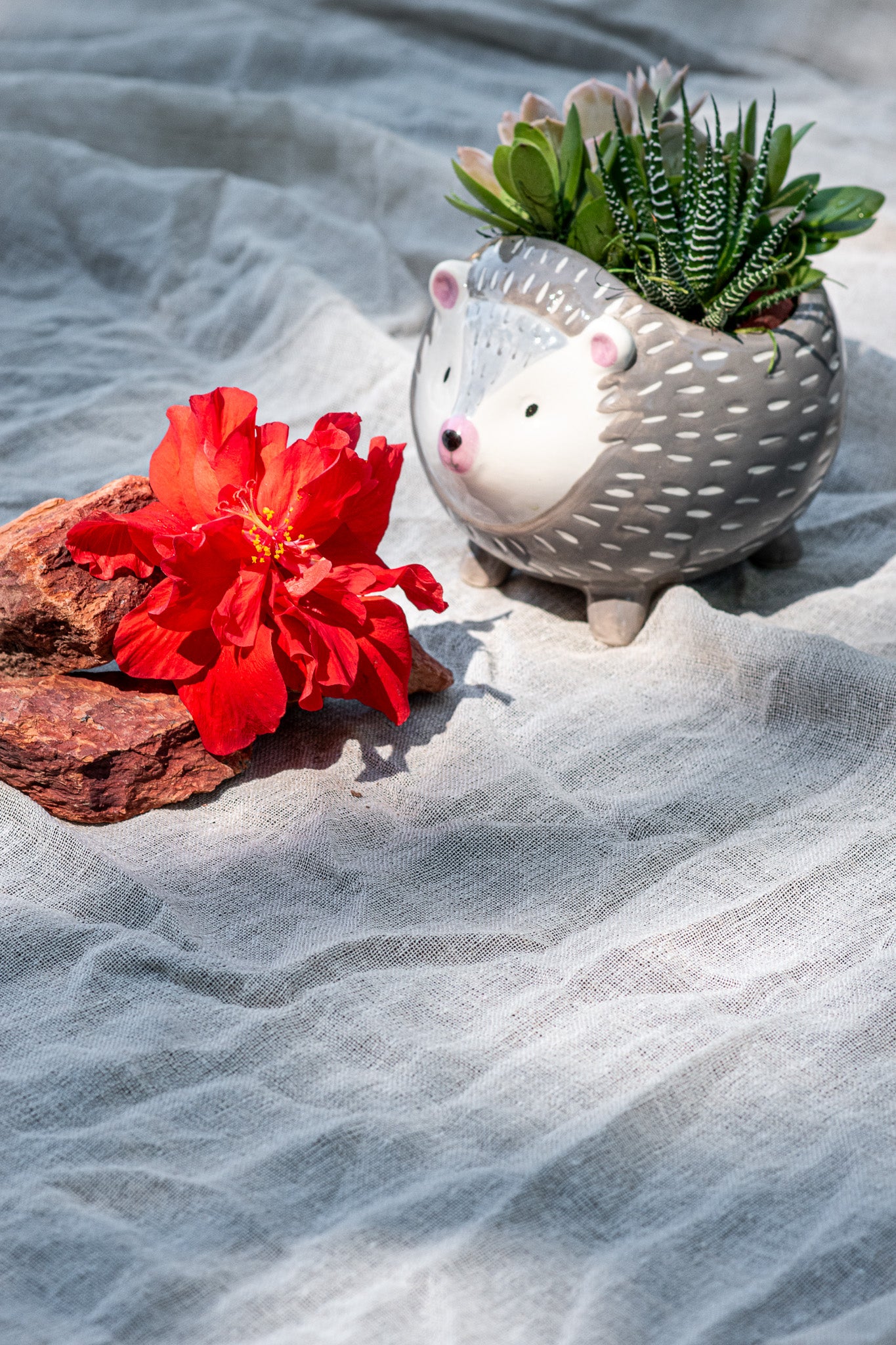 Hedgehog succulent garden