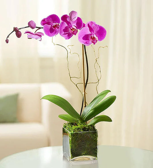 "Stylish Orchid" color depends on availability