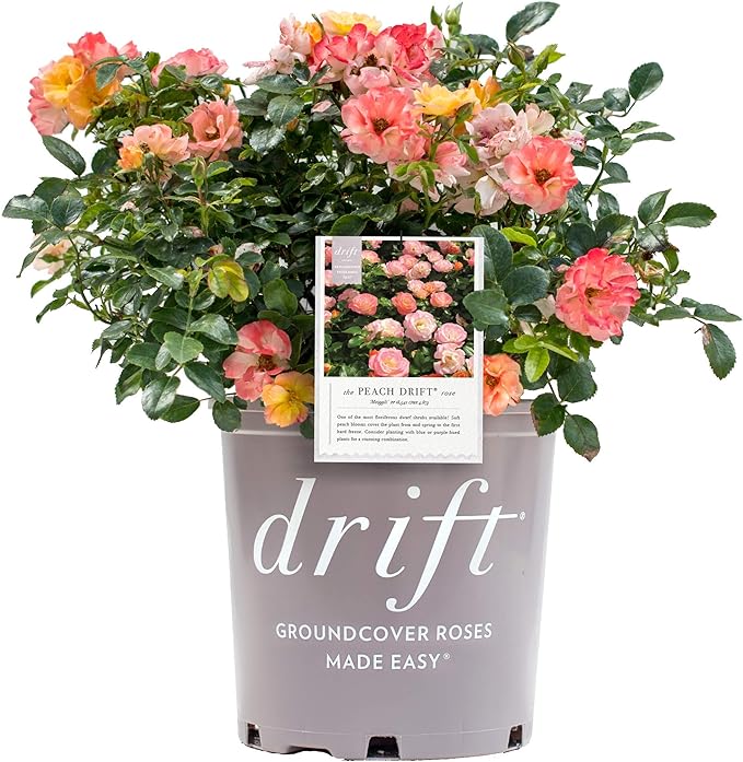 Drift Rose potted 10" color & variety depends on availability