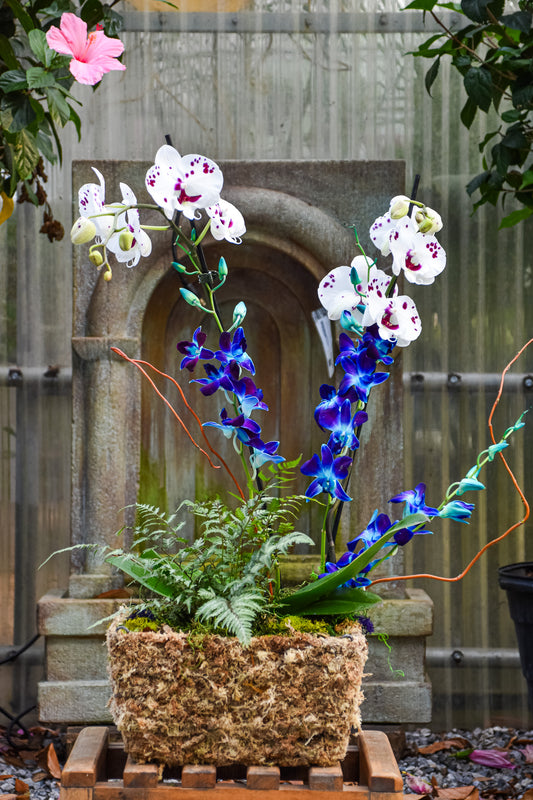 Orchid & Fern Oasis