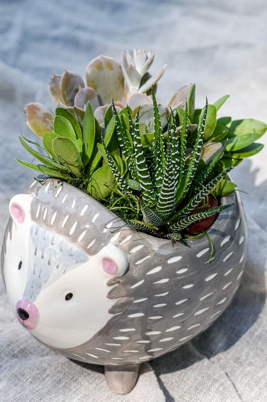 Hedgehog succulent garden