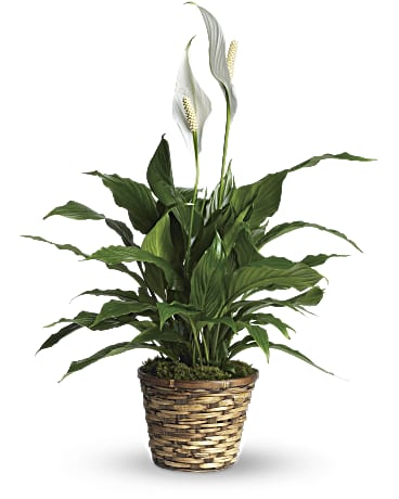 Peace Lily