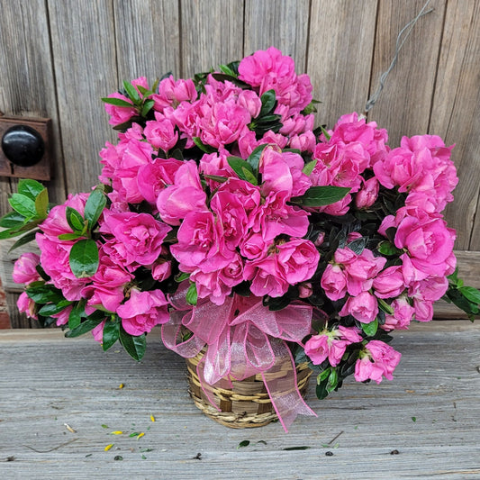 Encore Azalea shrub in a wicker basket