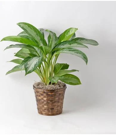 Chinese Evergreen 8" basket