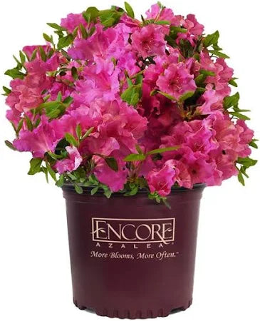 Encore Azalea shrub in a wicker basket